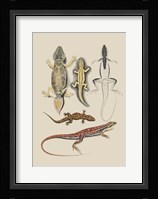 Antique Lizards IV Fine Art Print