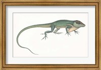 Antique Chameleon Fine Art Print