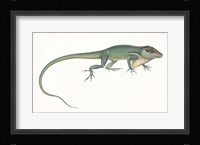 Antique Chameleon Fine Art Print