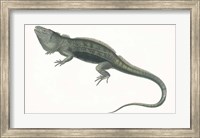 Antique Iguana Fine Art Print