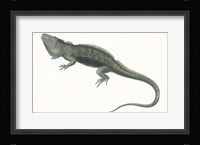 Antique Iguana Fine Art Print