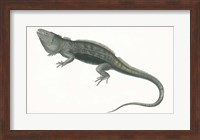 Antique Iguana Fine Art Print