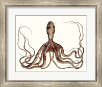 Antique Octopus Collection II Fine Art Print