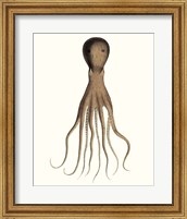 Antique Octopus Collection III Fine Art Print