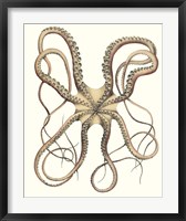 Antique Octopus Collection IV Fine Art Print