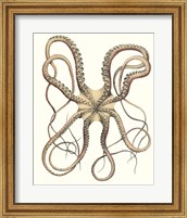 Antique Octopus Collection IV Fine Art Print