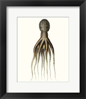 Antique Octopus Collection V Fine Art Print