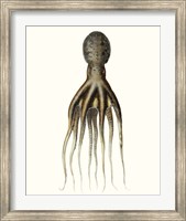 Antique Octopus Collection V Fine Art Print