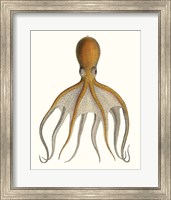 Antique Octopus Collection VI Fine Art Print