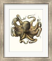 Antique Octopus Collection VII Fine Art Print