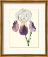 Purple Irises I Fine Art Print