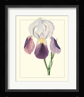 Purple Irises I Framed Print