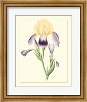 Purple Irises II Fine Art Print
