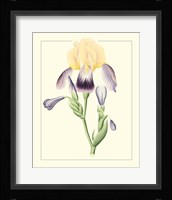Purple Irises II Framed Print