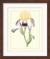 Purple Irises II Fine Art Print
