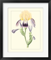 Purple Irises II Framed Print