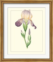Purple Irises III Fine Art Print