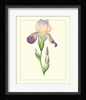 Purple Irises III Framed Print