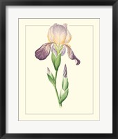 Purple Irises III Fine Art Print