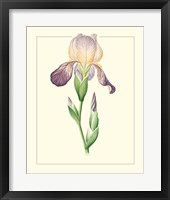 Purple Irises III Framed Print