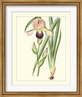 Purple Irises IV Fine Art Print
