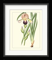 Purple Irises IV Framed Print