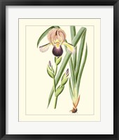 Purple Irises IV Framed Print
