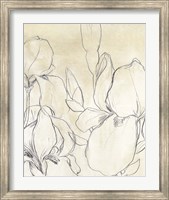Iris Garden Sketch I Fine Art Print