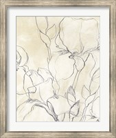 Iris Garden Sketch II Fine Art Print
