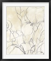Iris Garden Sketch II Fine Art Print