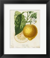 French Lemon I Fine Art Print
