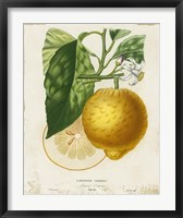 French Lemon I Fine Art Print