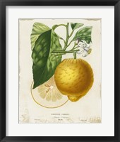 French Lemon I Fine Art Print