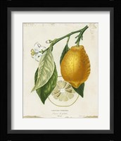 French Lemon II Framed Print