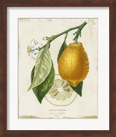 French Lemon II Fine Art Print