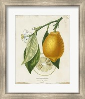 French Lemon II Fine Art Print