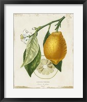 French Lemon II Fine Art Print