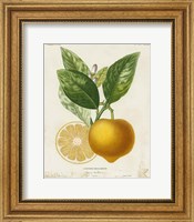 French Lemon III Fine Art Print