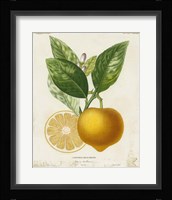 French Lemon III Framed Print