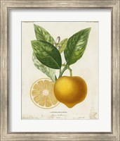 French Lemon III Fine Art Print