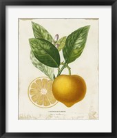 French Lemon III Framed Print