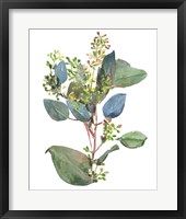 Seeded Eucalyptus I Fine Art Print