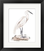 A White Heron IV Fine Art Print