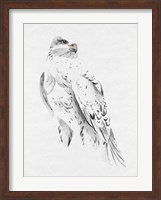 Gyrfalcon II Fine Art Print