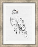 Gyrfalcon II Fine Art Print