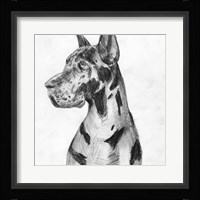 Great Dane Portrait I Fine Art Print