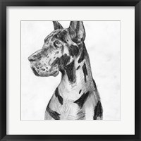 Great Dane Portrait I Fine Art Print