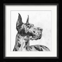 Great Dane Portrait II Fine Art Print