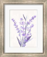 Lavender Land II Fine Art Print