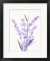 Lavender Land II Framed Print